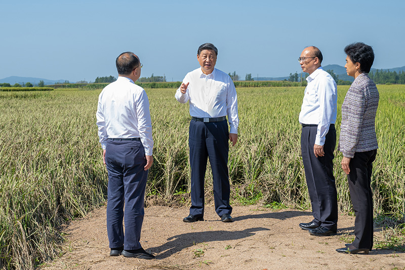 9月6日至8日，中共中央总书记、国家主席、中央军委主席习近平在黑龙江考察。这是7日上午，习近平在遭受洪涝灾害的哈尔滨尚志市老街基乡龙王庙村，观察水稻受灾情况。